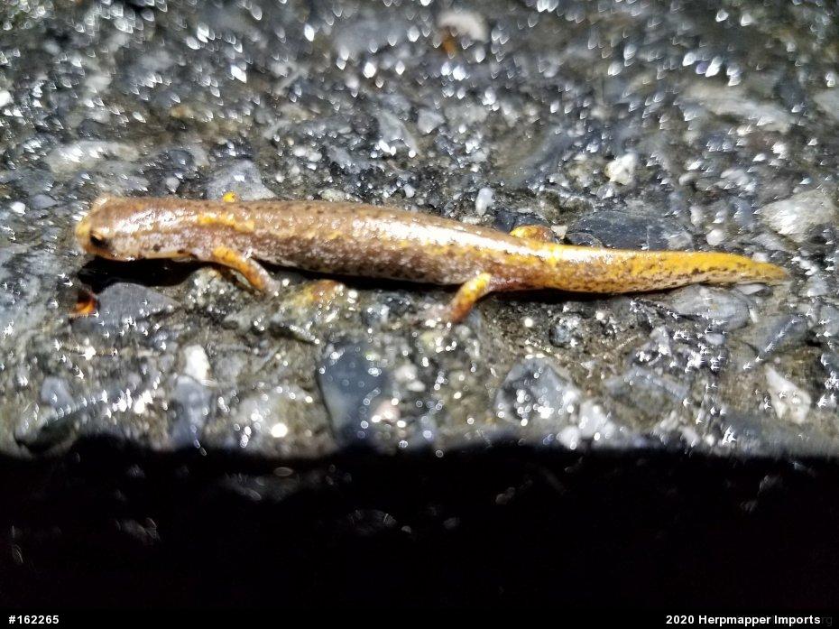 Four-toed Salamander