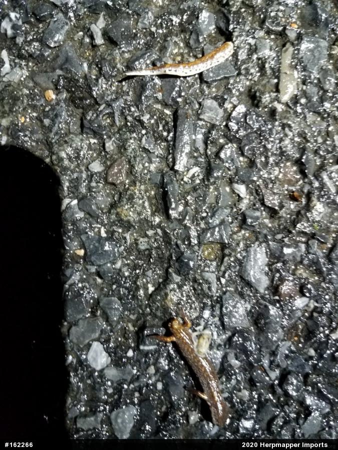 Four-toed Salamander