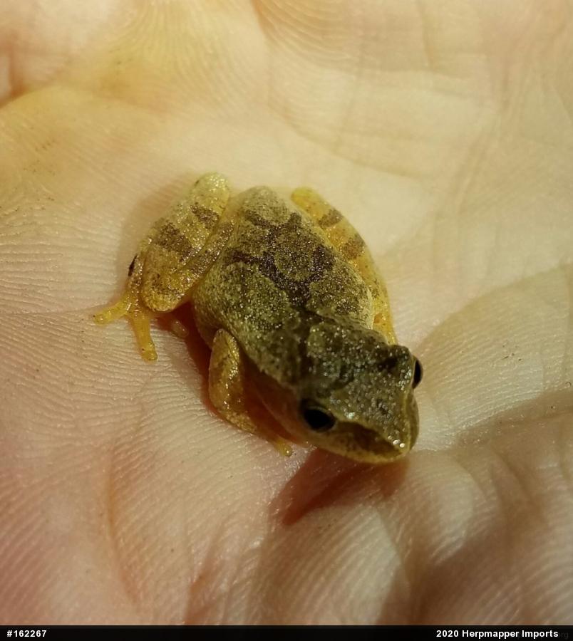 Spring Peeper