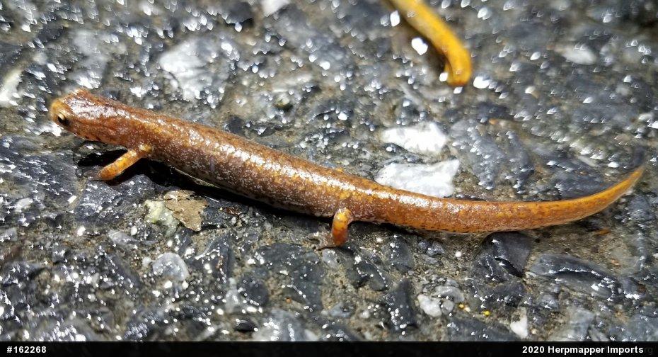 Four-toed Salamander