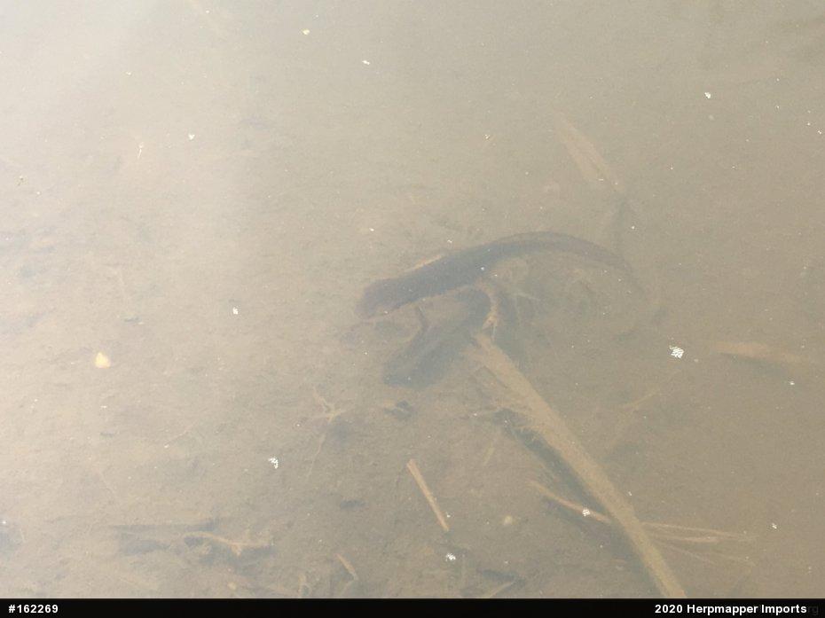 Red-spotted Newt