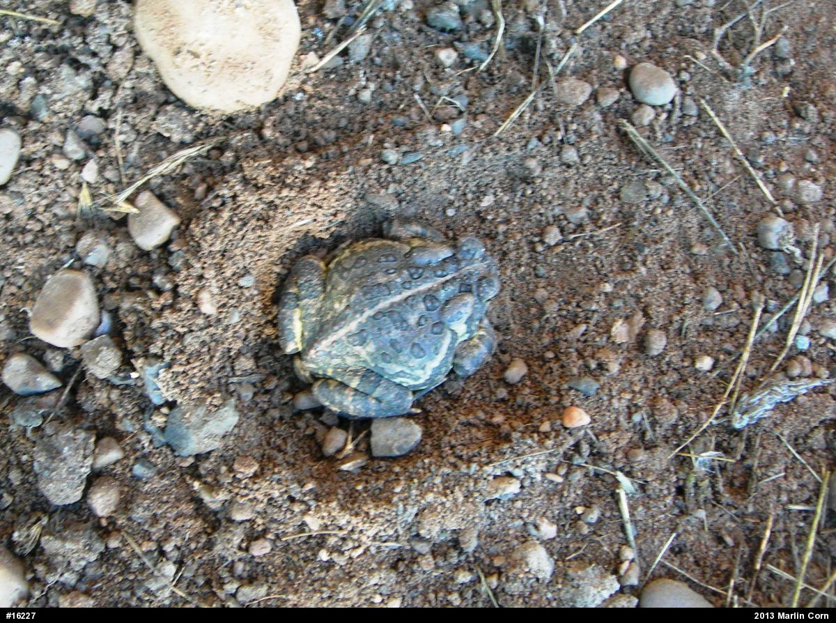 Fowler's Toad