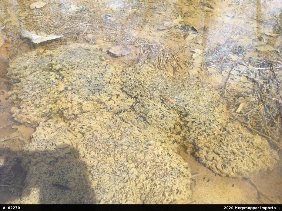 Wood Frog
