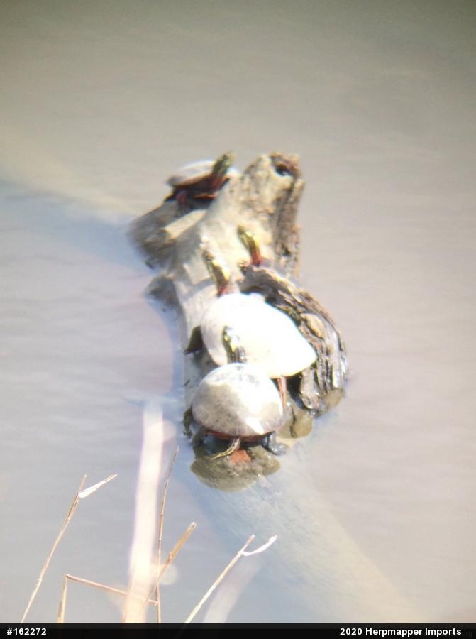 Painted Turtle
