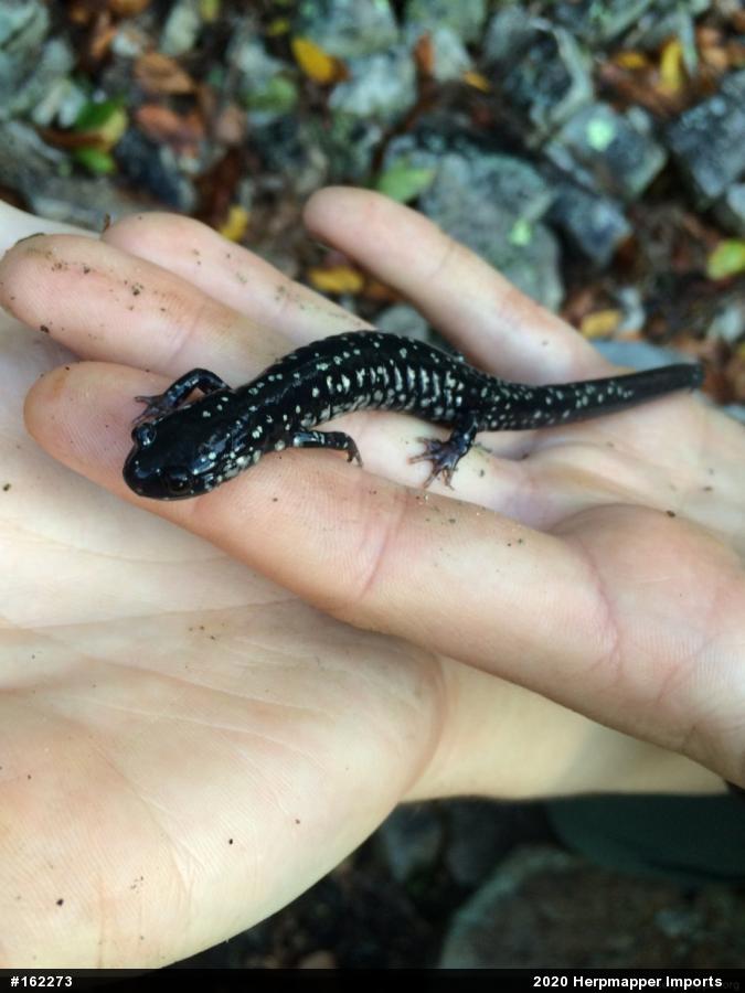 Northern Slimy Salamander