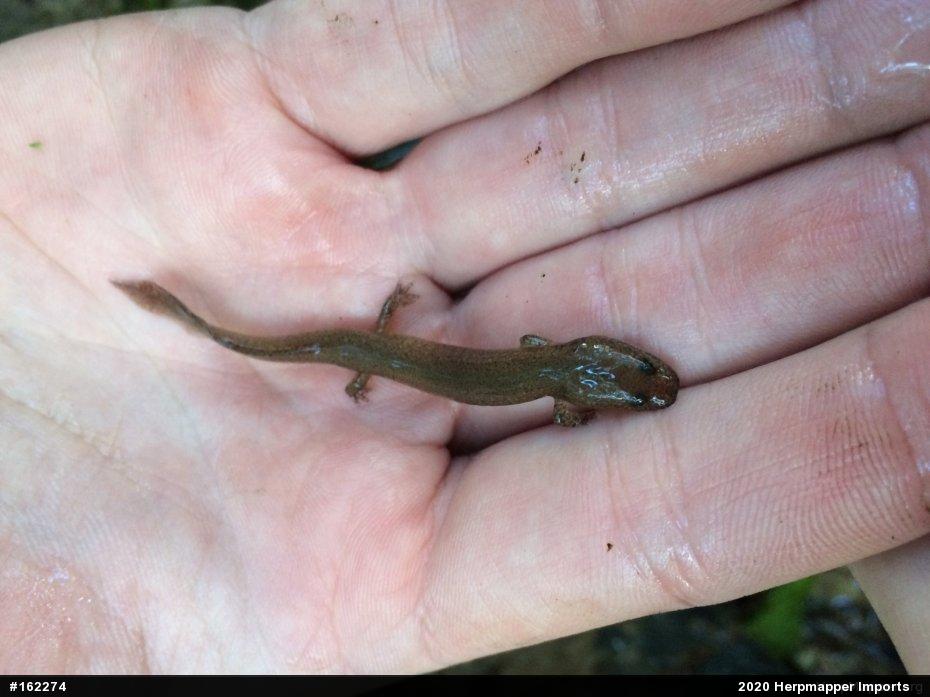 Northern Red Salamander