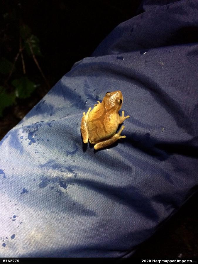 Spring Peeper