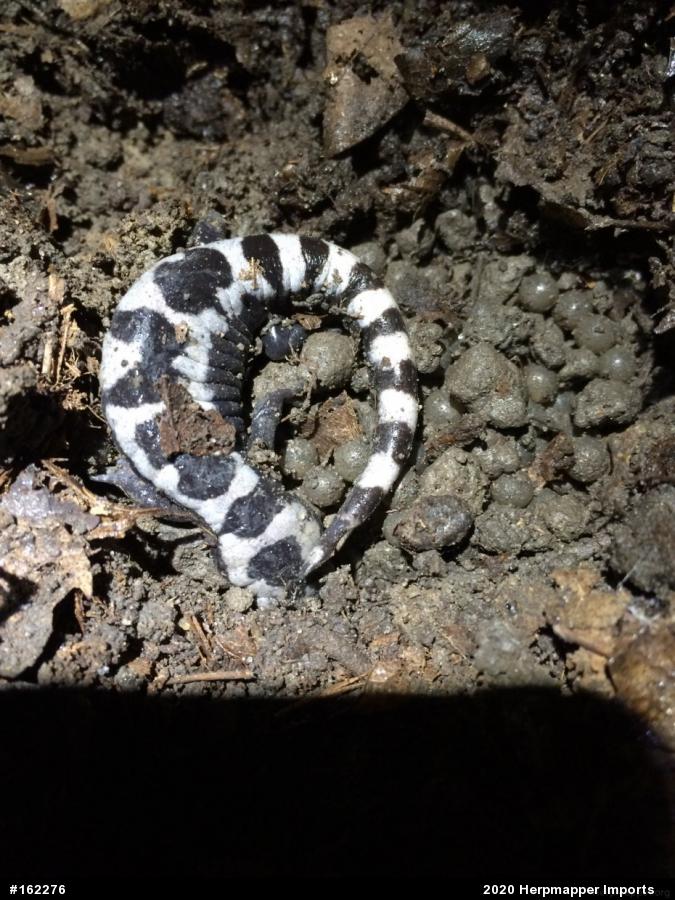 Marbled Salamander