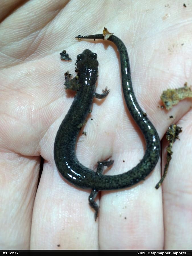 Woodland Salamanders