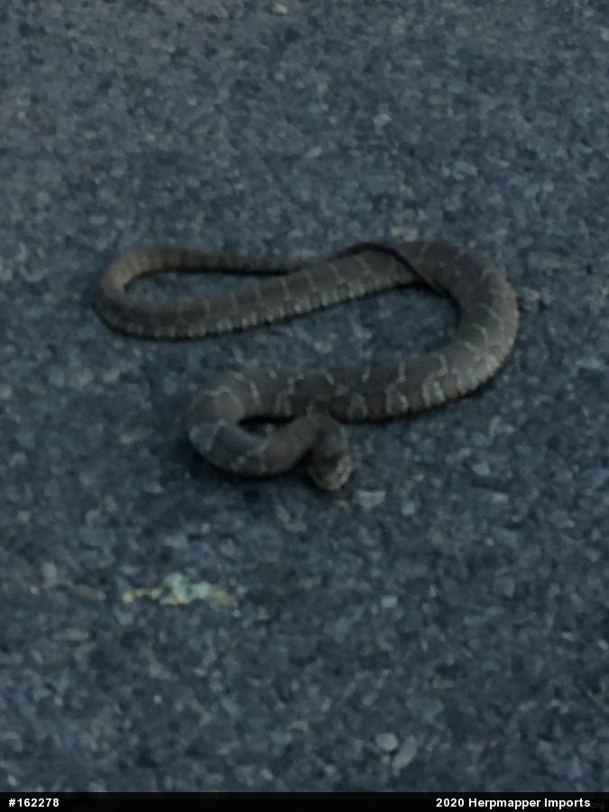 Northern Watersnake