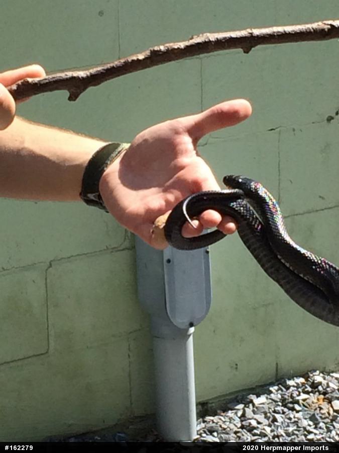 Eastern Ratsnake