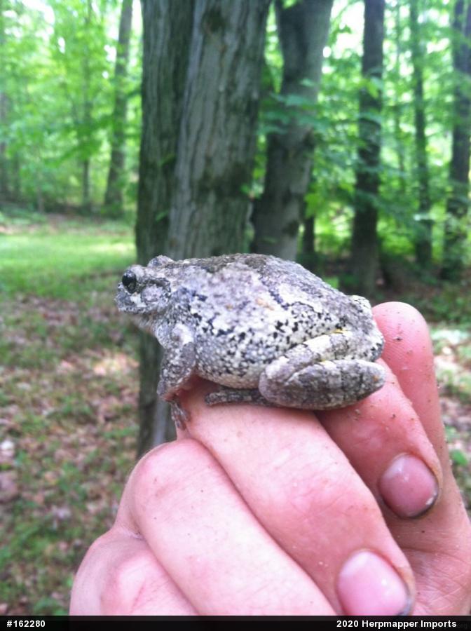 Unknown Gray Treefrog