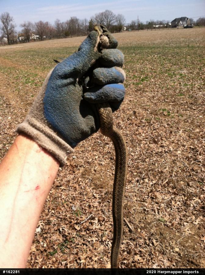 Eastern Gartersnake