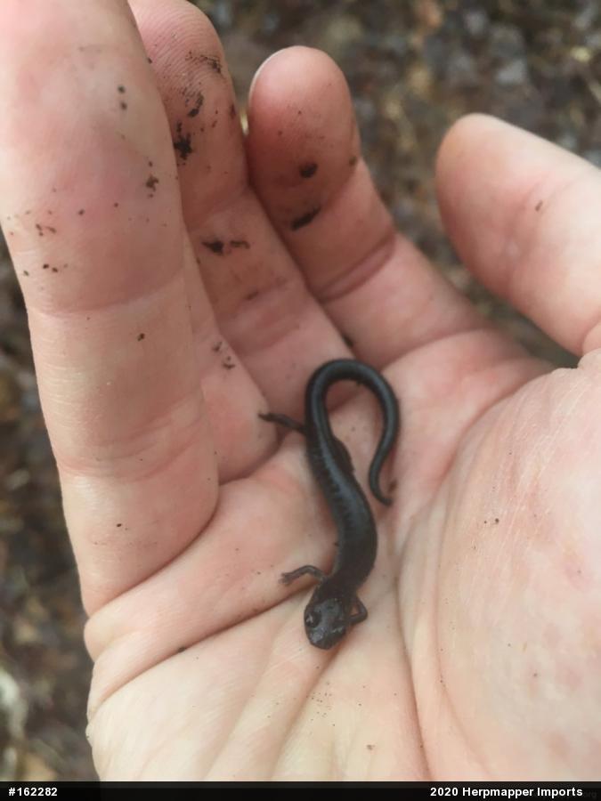 Eastern Red-backed  Salamander