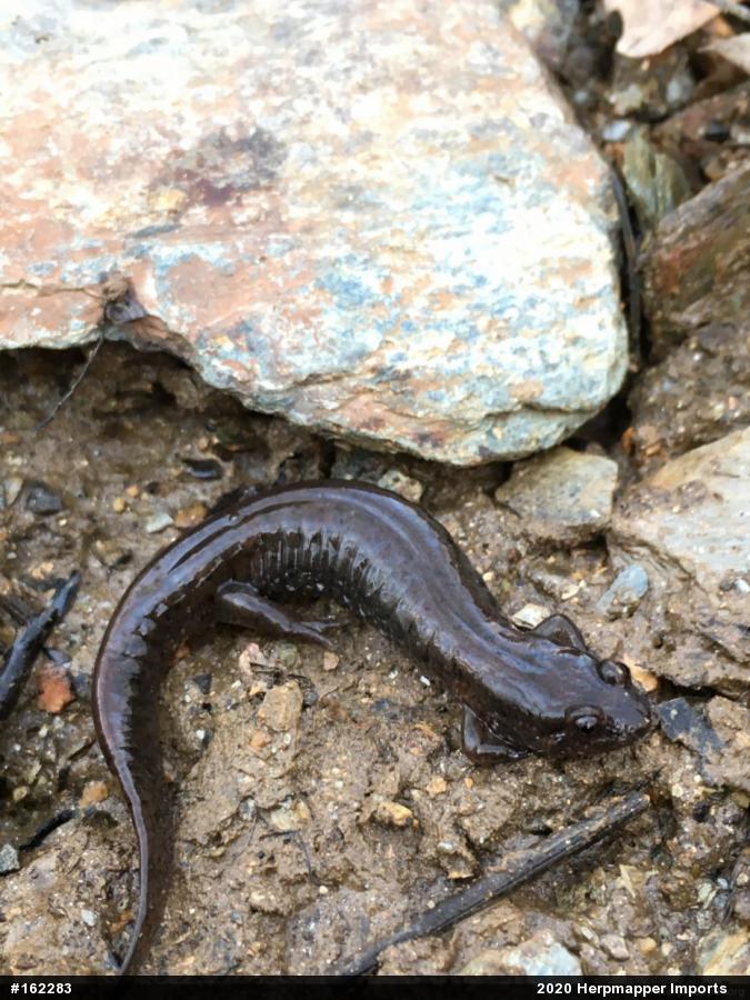 Northern Dusky Salamander