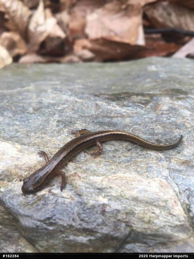 Northern Two-lined Salamander