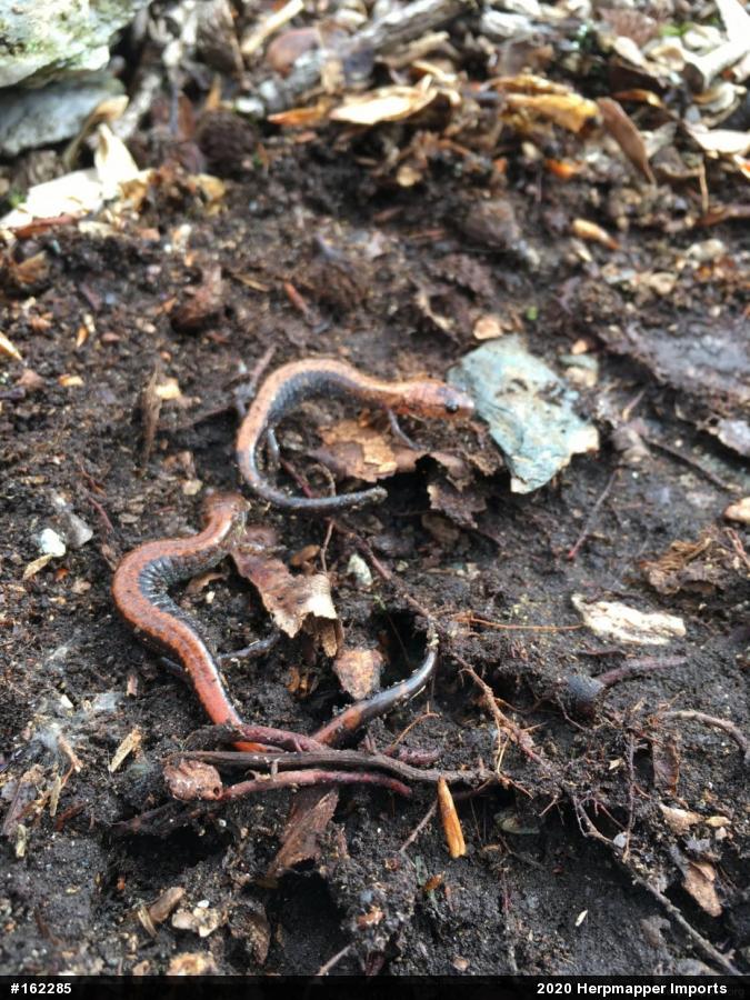 Eastern Red-backed  Salamander