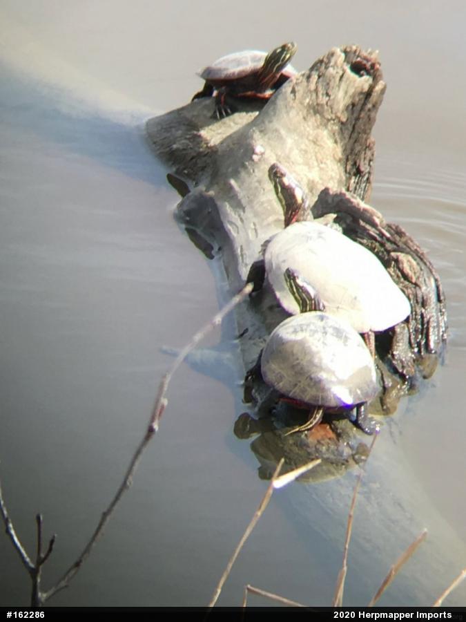 Painted Turtle