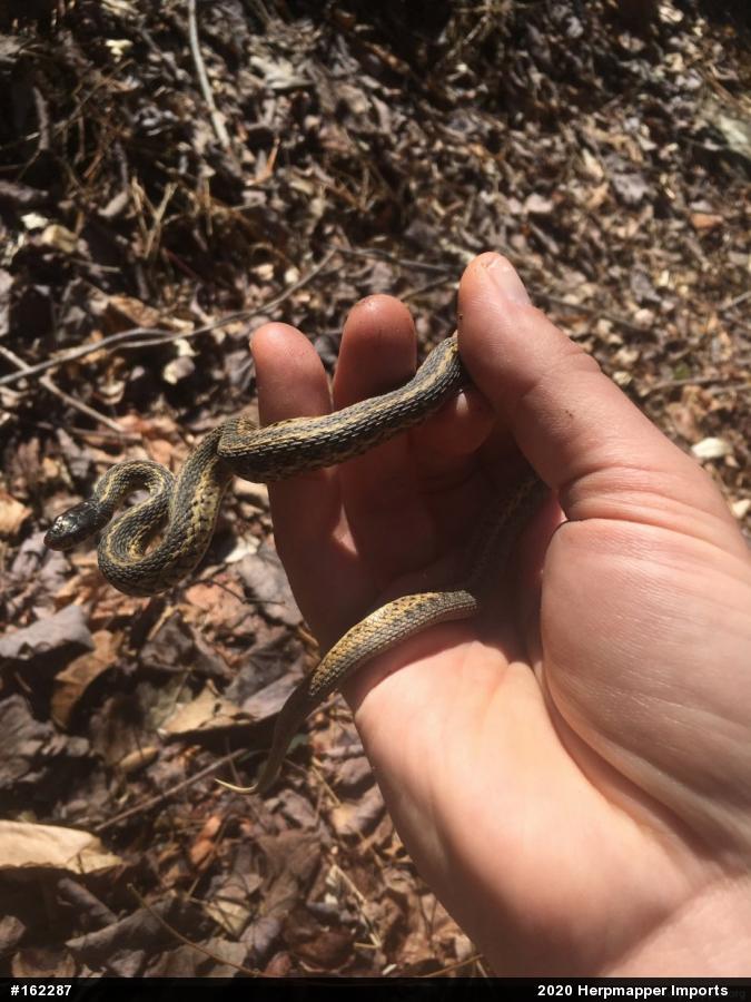 Eastern Gartersnake