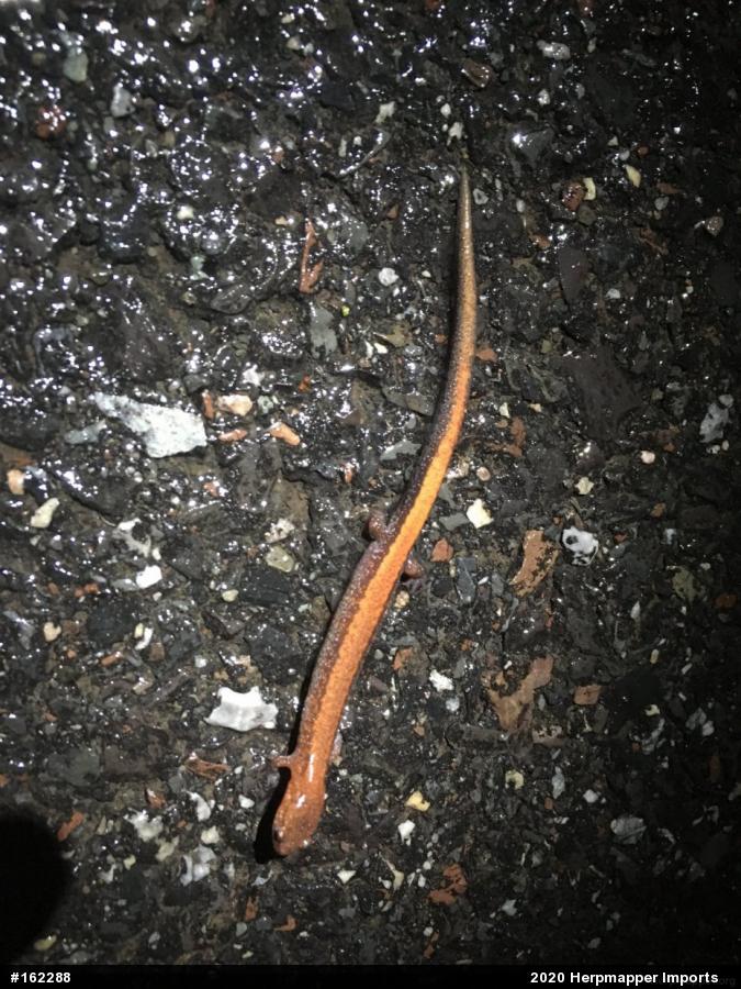 Eastern Red-backed  Salamander