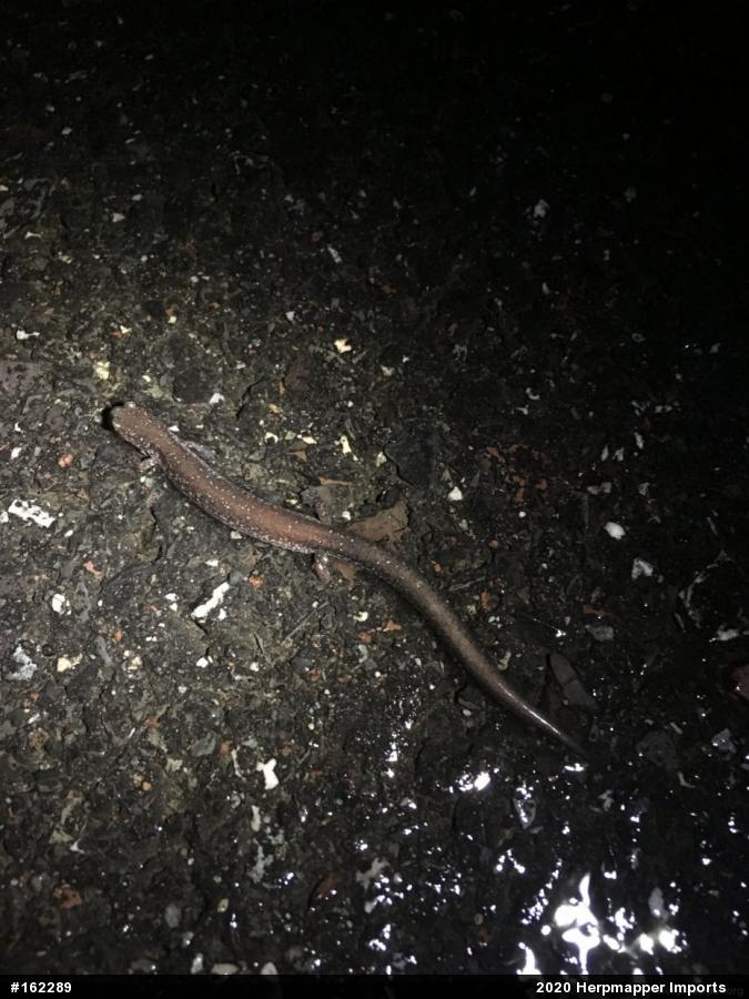 Eastern Red-backed  Salamander