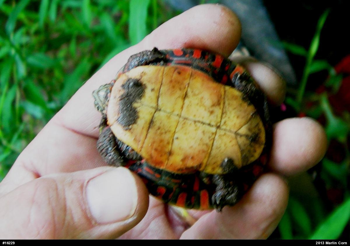 Painted Turtle