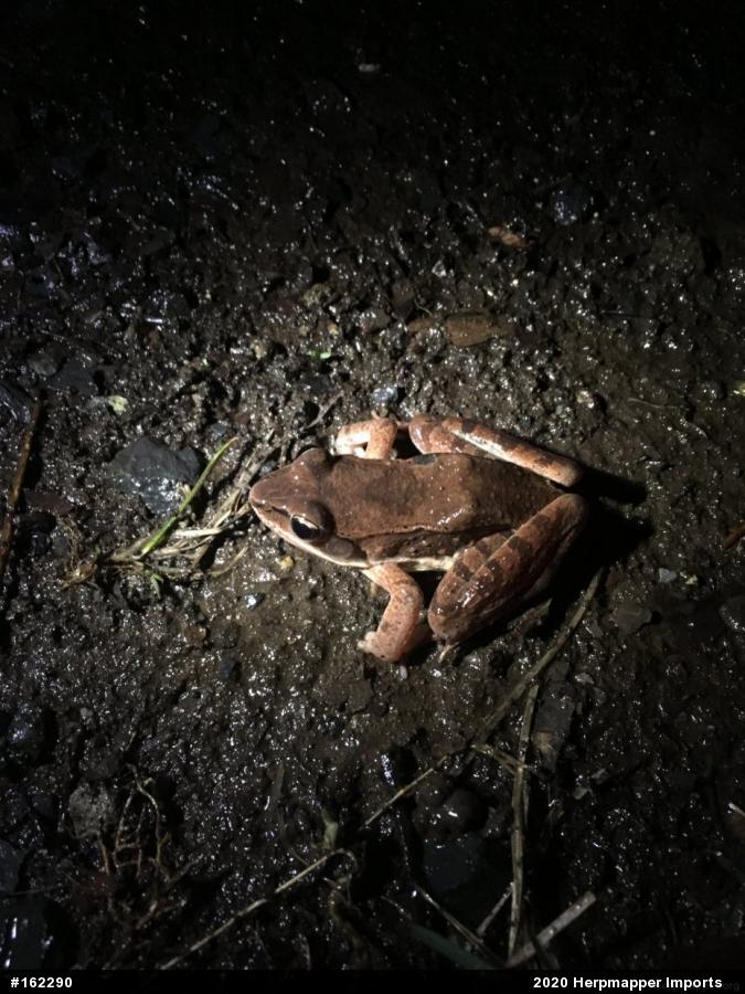 Wood Frog