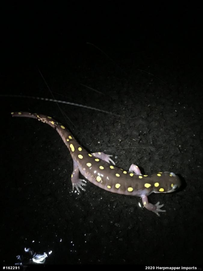 Spotted Salamander