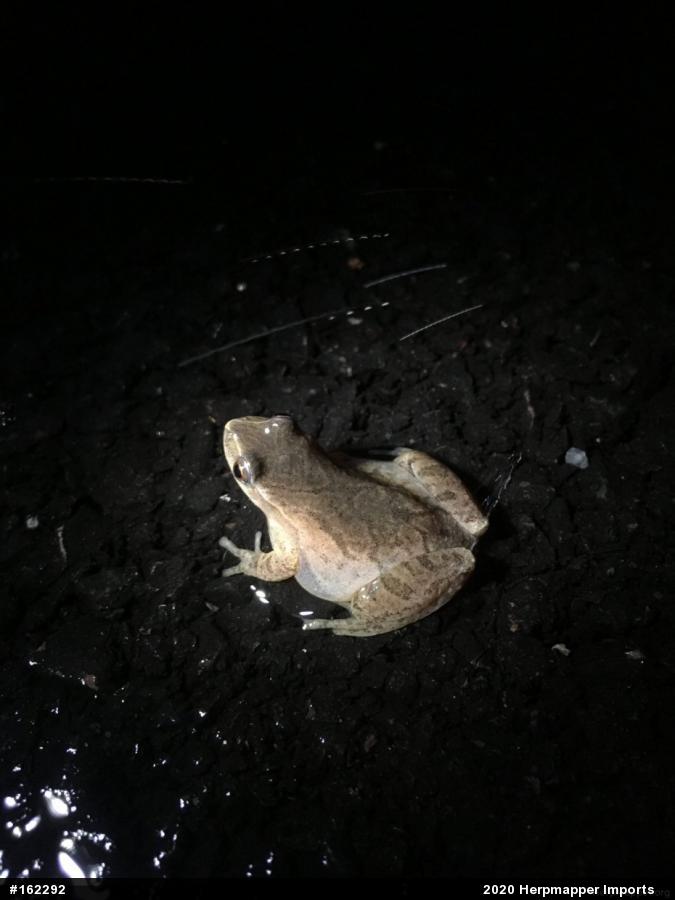 Spring Peeper