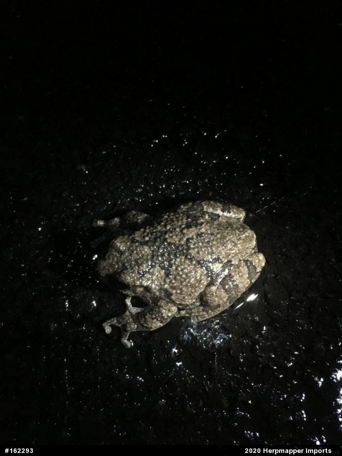 Unknown Gray Treefrog