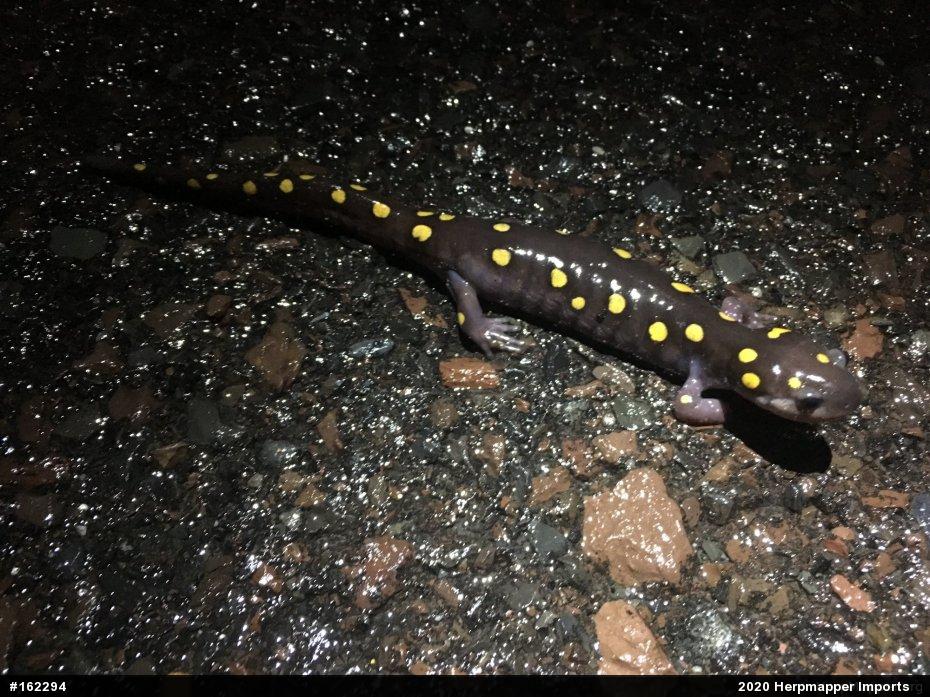 Spotted Salamander