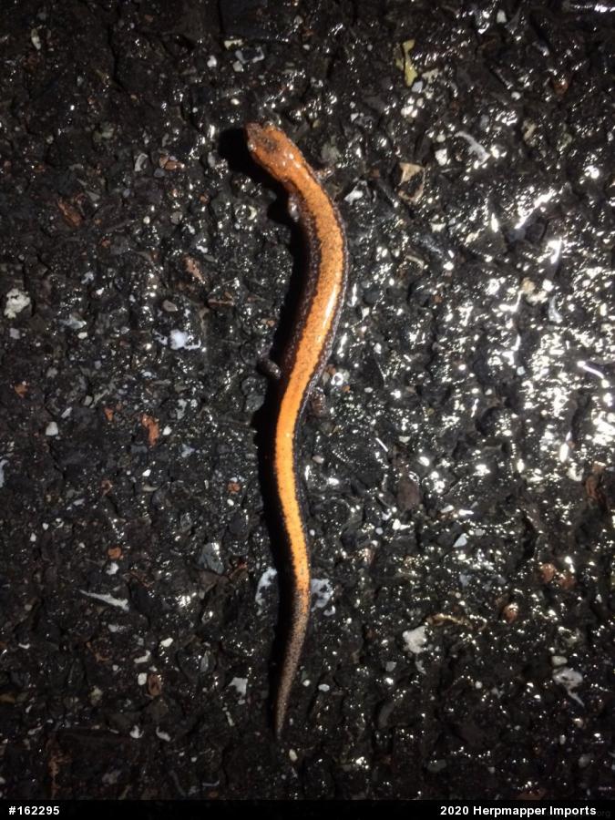 Eastern Red-backed  Salamander