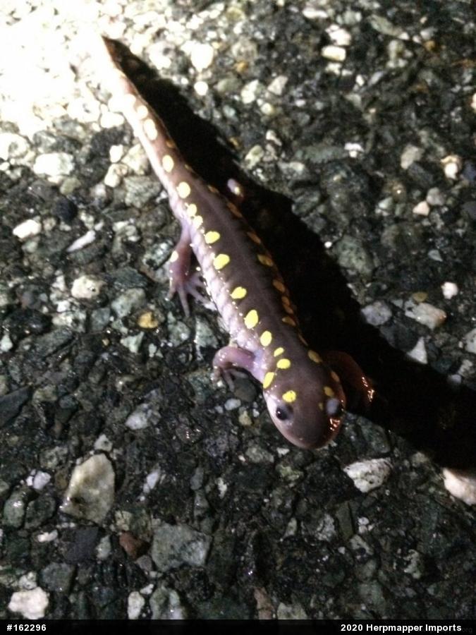 Spotted Salamander