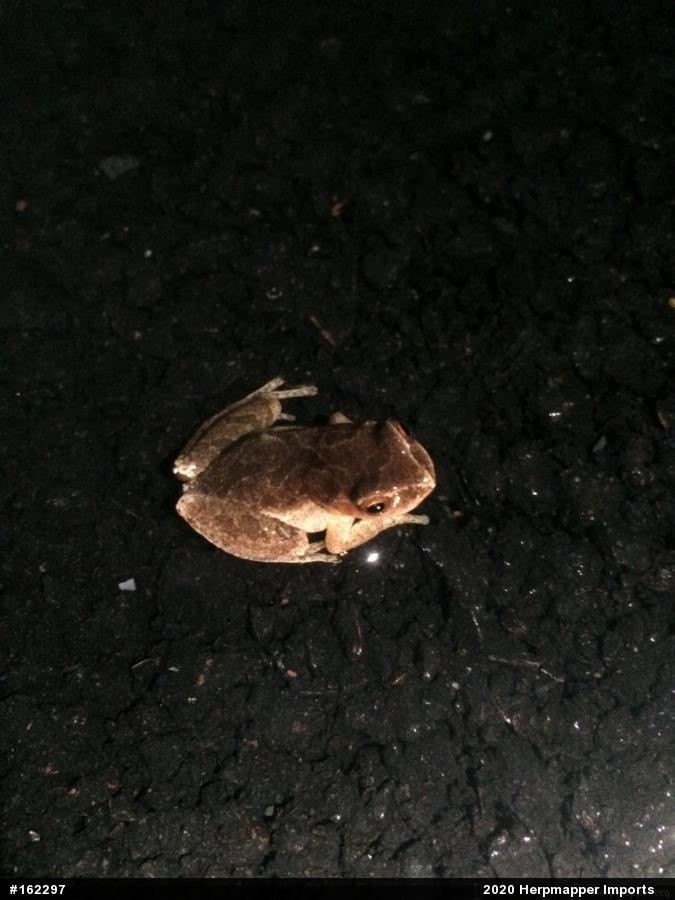 Spring Peeper