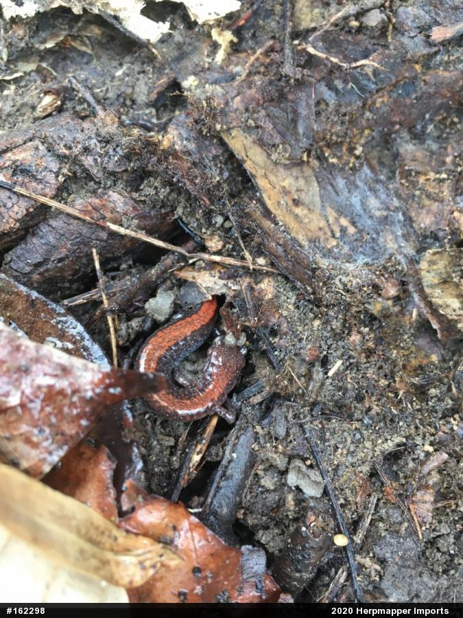 Eastern Red-backed  Salamander