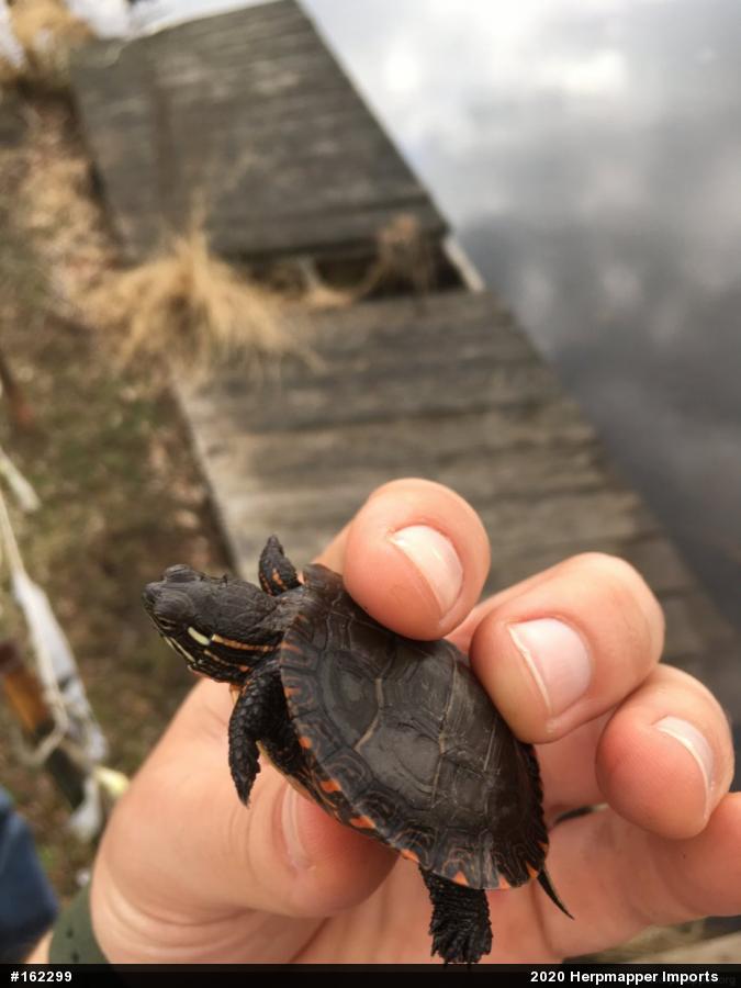 Eastern Painted Turtle