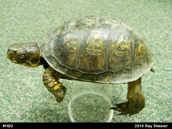 Eastern Box Turtle