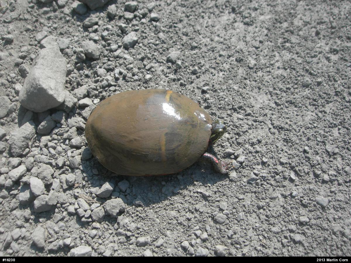 Painted Turtle
