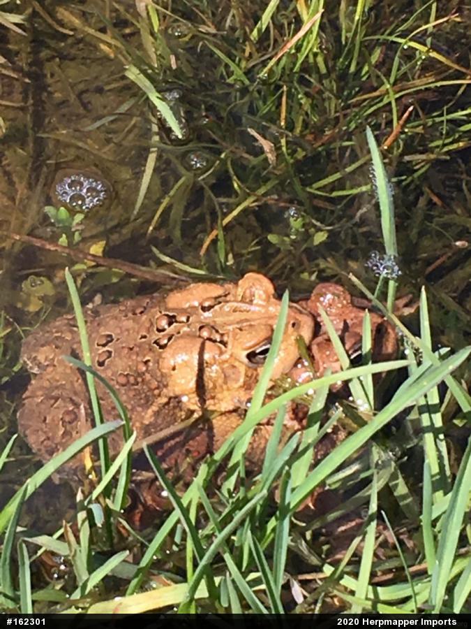 Eastern American Toad
