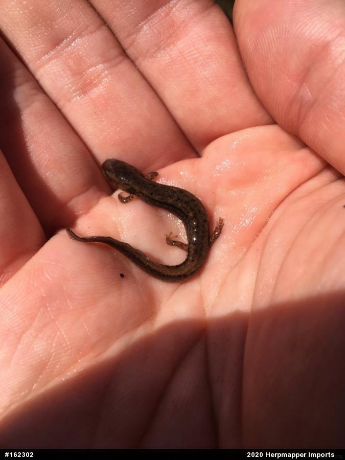 Northern Two-lined Salamander