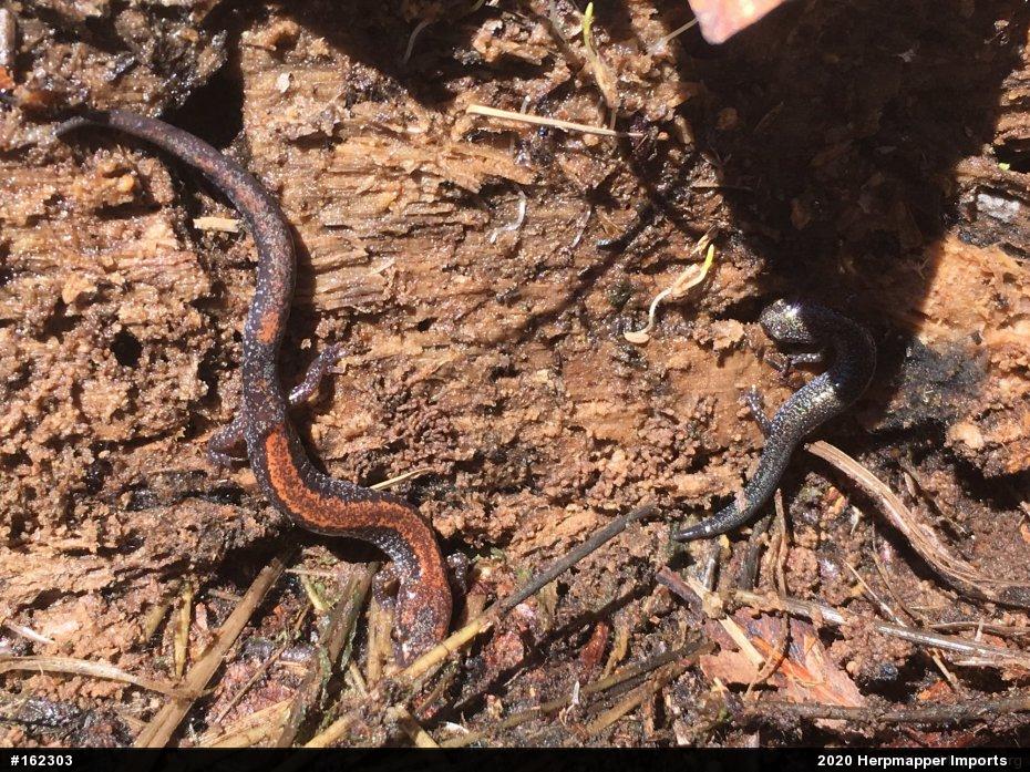 Eastern Red-backed  Salamander