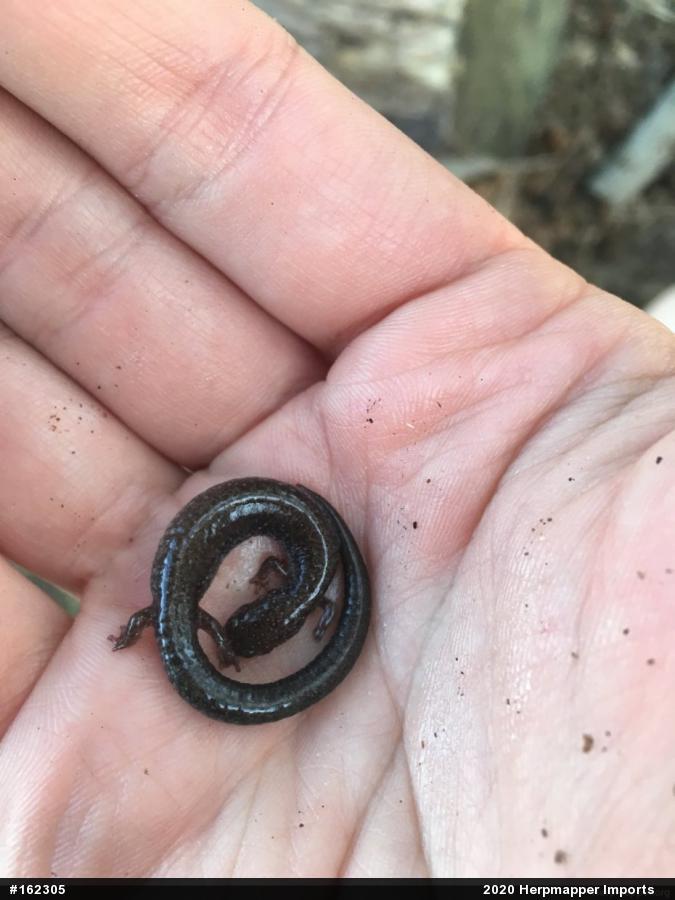 Eastern Red-backed  Salamander