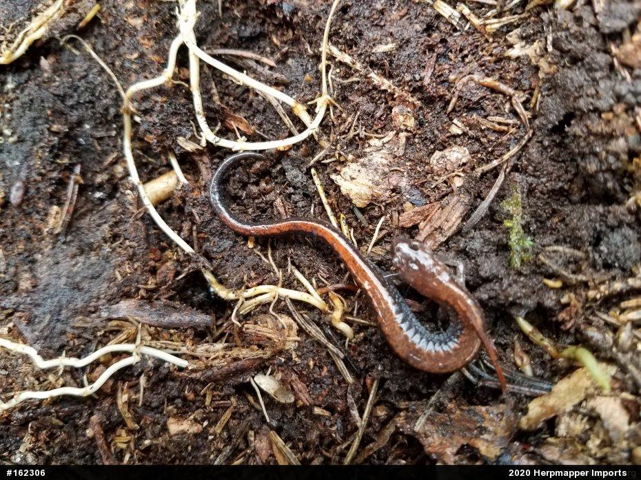 Eastern Red-backed  Salamander