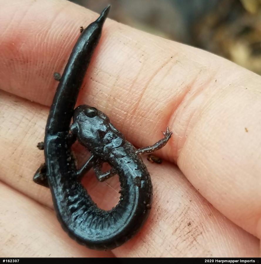 Eastern Red-backed  Salamander