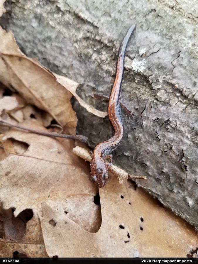 Eastern Red-backed  Salamander