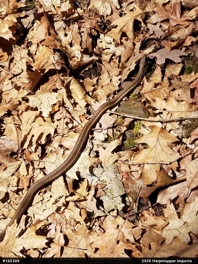 Eastern Gartersnake