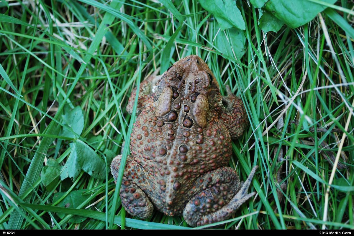 Eastern American Toad