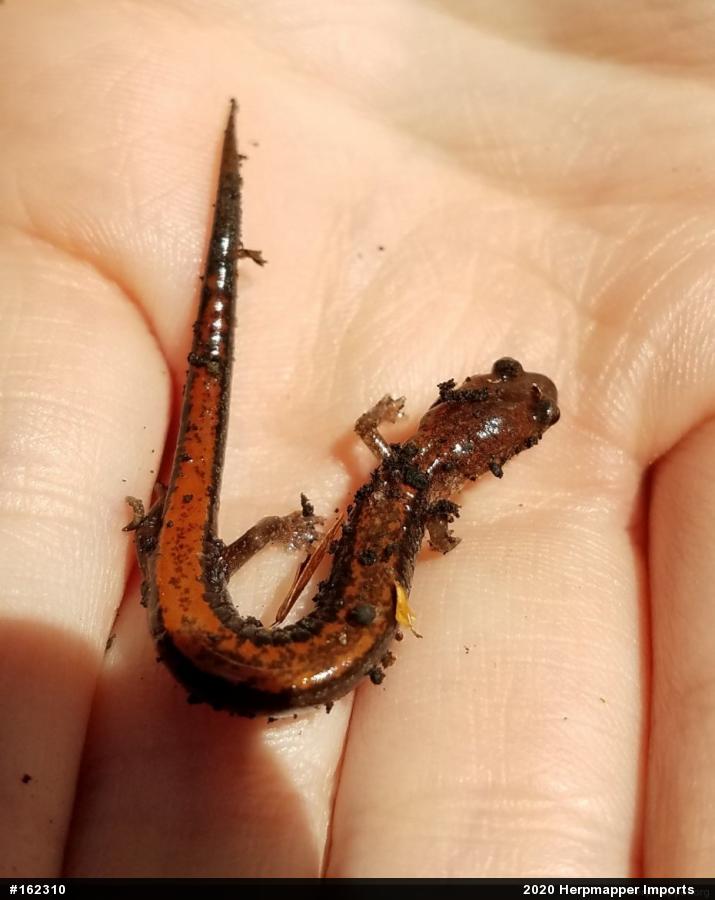 Eastern Red-backed  Salamander