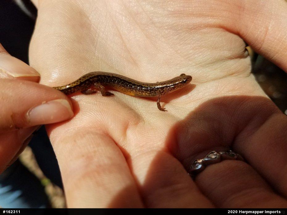 Northern Two-lined Salamander