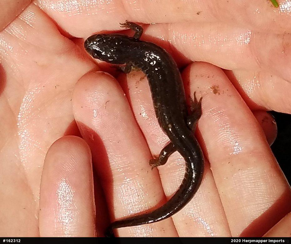Northern Dusky Salamander